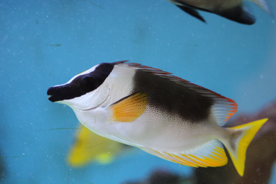  Siganus magnificus (Magnificent Rabbitfish)